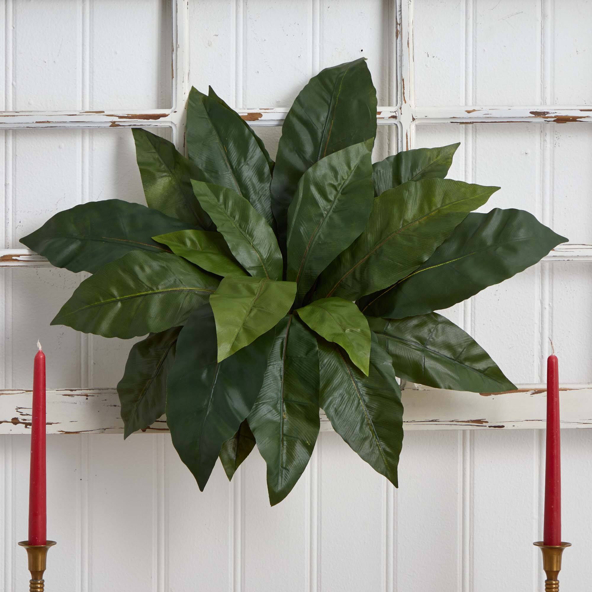 22" Bird's Nest Fern Plant, 3ct.